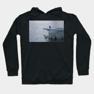 Adelie penguin at Brown Bluff Hoodie